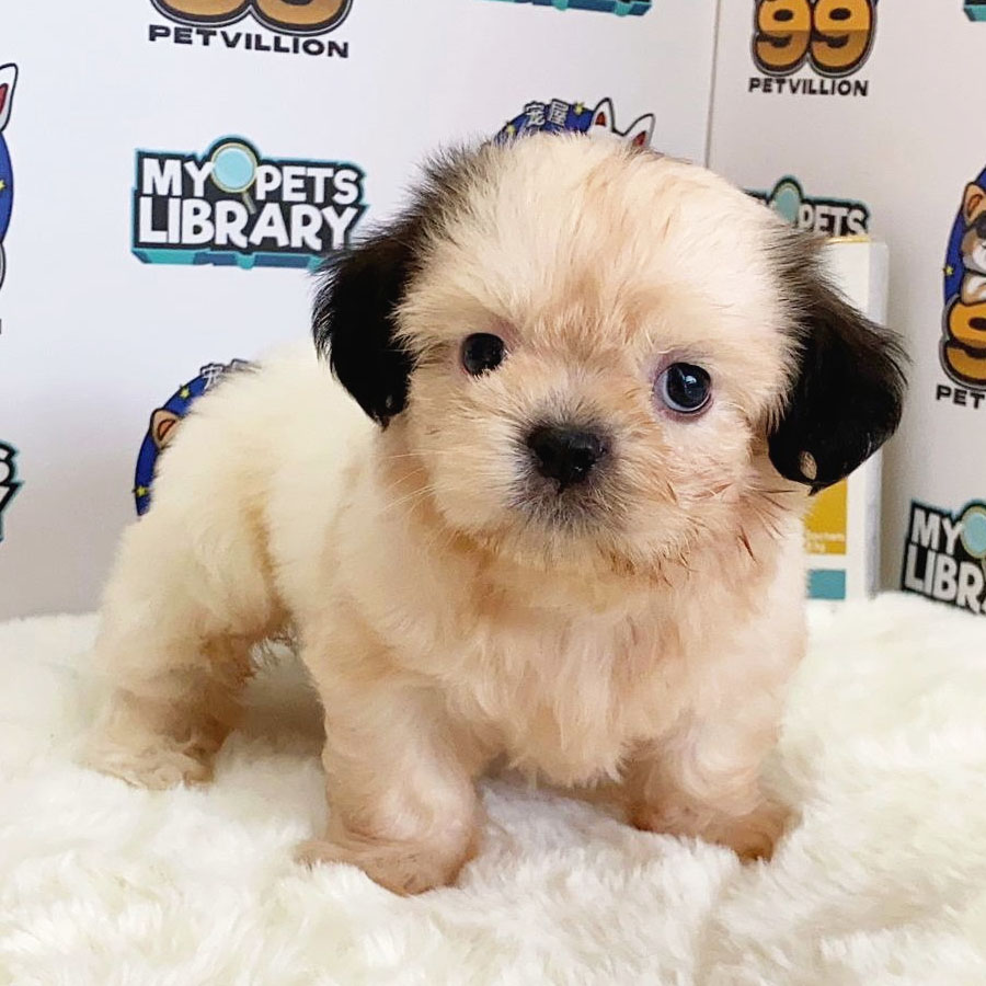 Shih Tzu Puppy (Male) For Sale