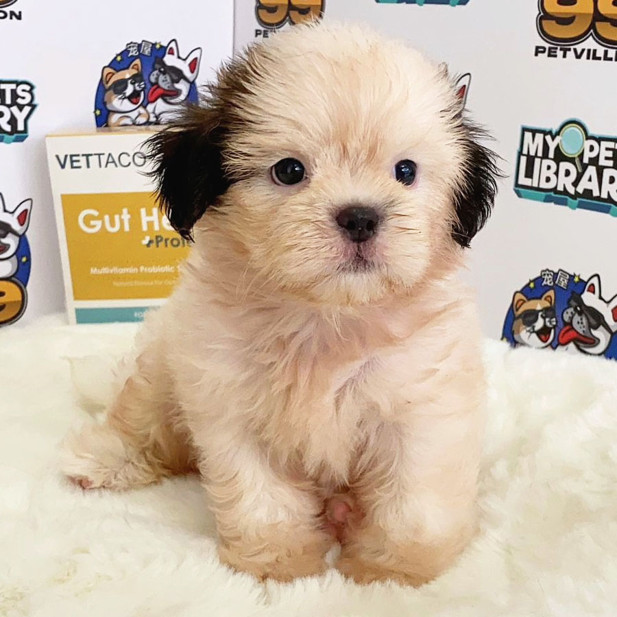 Shih Tzu Puppy (Male) For Sale