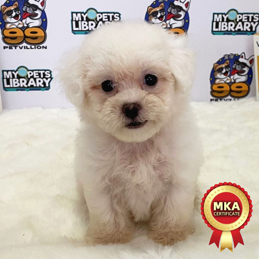 MKA Toy Poodle Puppy (Female) For Sale