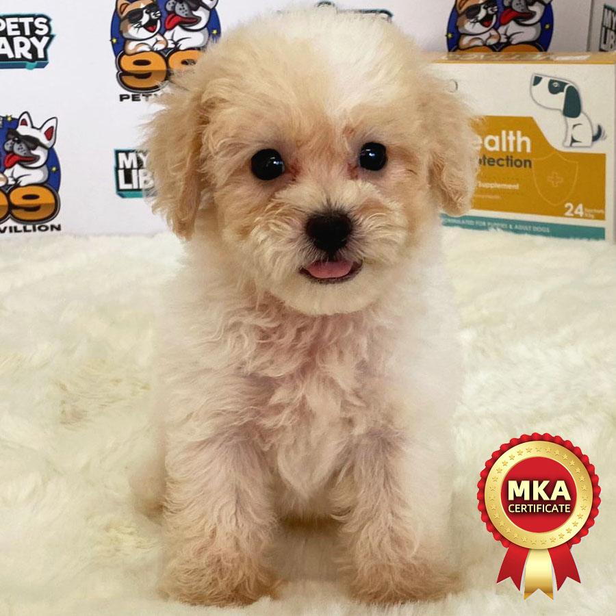 MKA Toy Poodle Puppy (Male) For Sale