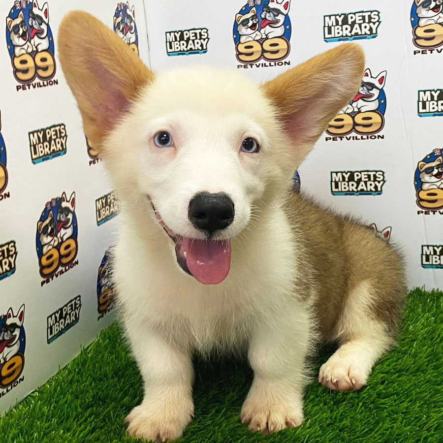 Welsh Corgi Puppy (Male) For Sale