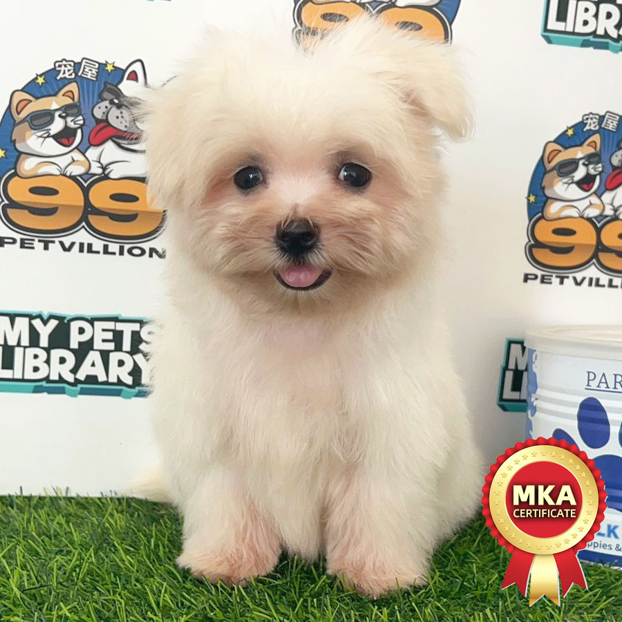 MKA Tiny Maltese Puppy (Male) For Sale