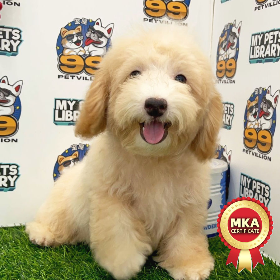 MKA Toy Poodle Puppy (Male) For Sale