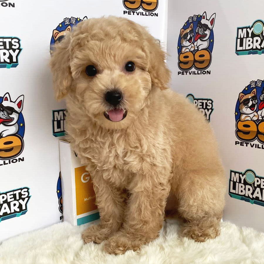 Miniature Poodle Puppy (Male) For Sale
