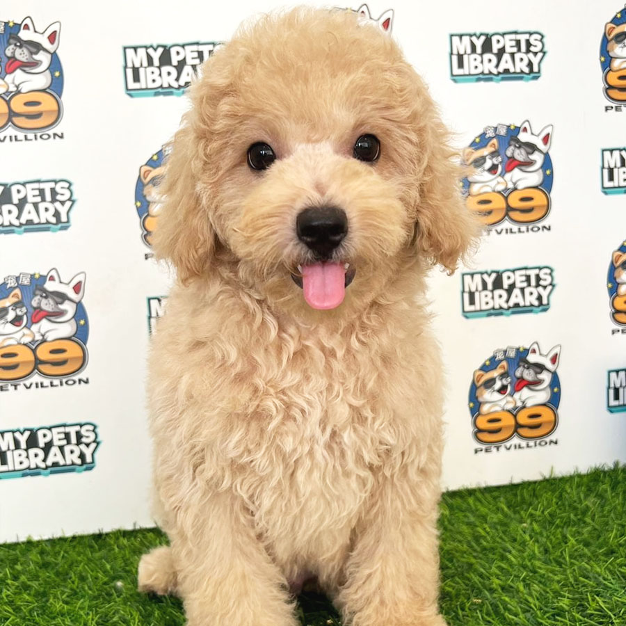 Miniature Poodle Puppy (Male) For Sale