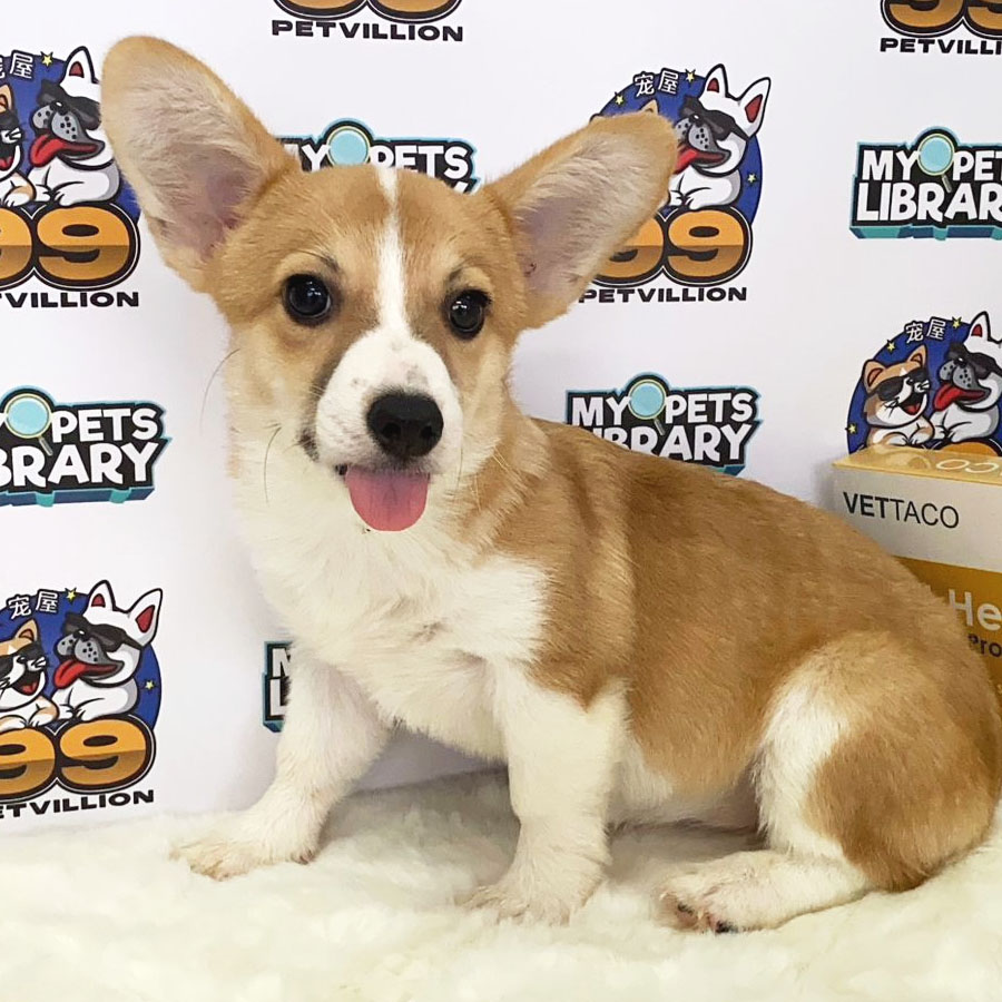 Welsh Corgi Puppy (Female) For Sale