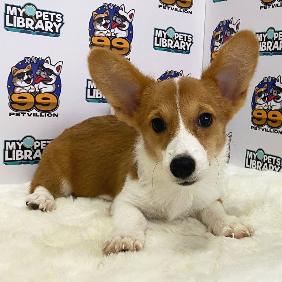 Welsh Corgi Puppy (Male) For Sale