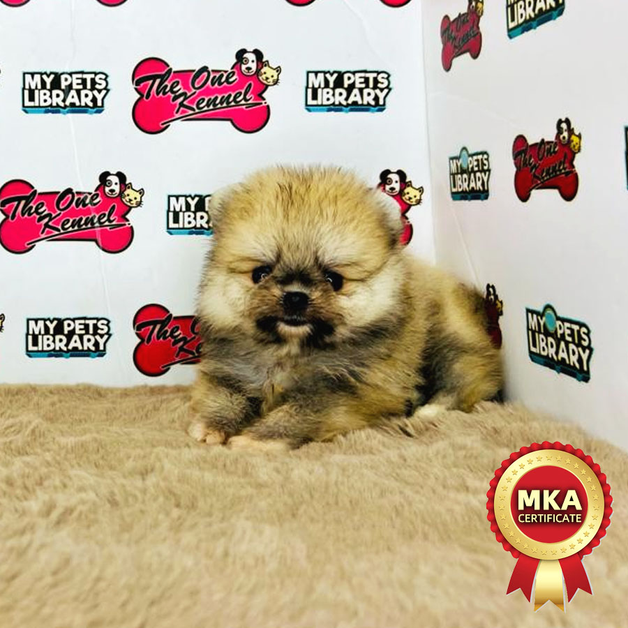 MKA Tiny Pomeranian Puppy (Female) For Sale