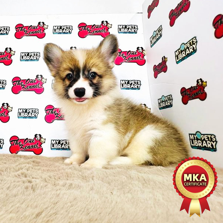 MKA Welsh Corgi Puppy (Male) For Sale