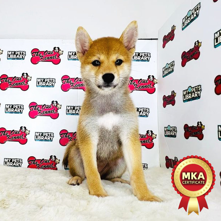 MKA Shiba Inu Puppy (Female) For Sale