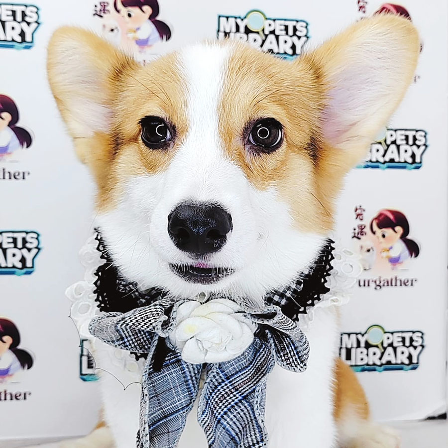 Welsh Corgi Puppy (Female) For Sale