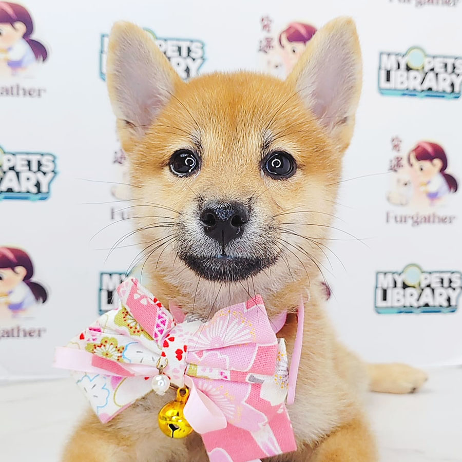 Shiba Inu Puppy (Female) For Sale