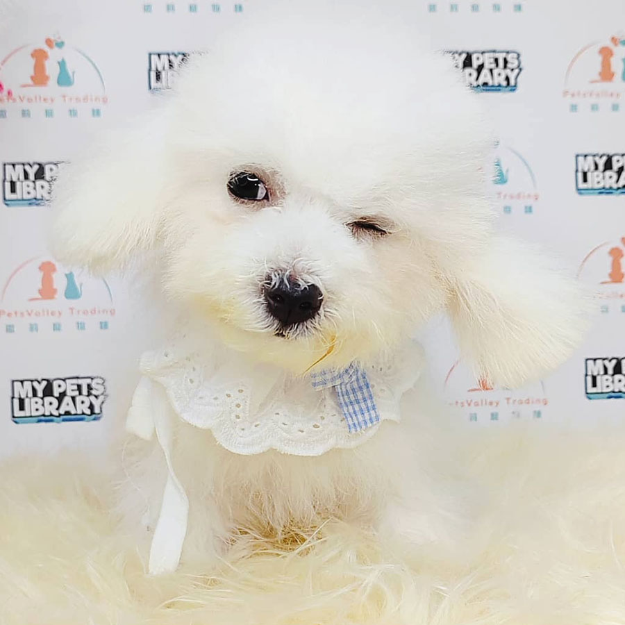 Maltipoo Puppy (Male) For Sale