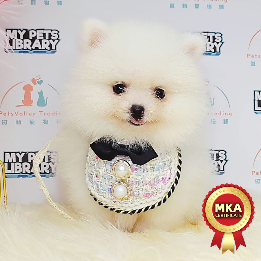 MKA Pomeranian Puppy (Female) For Sale