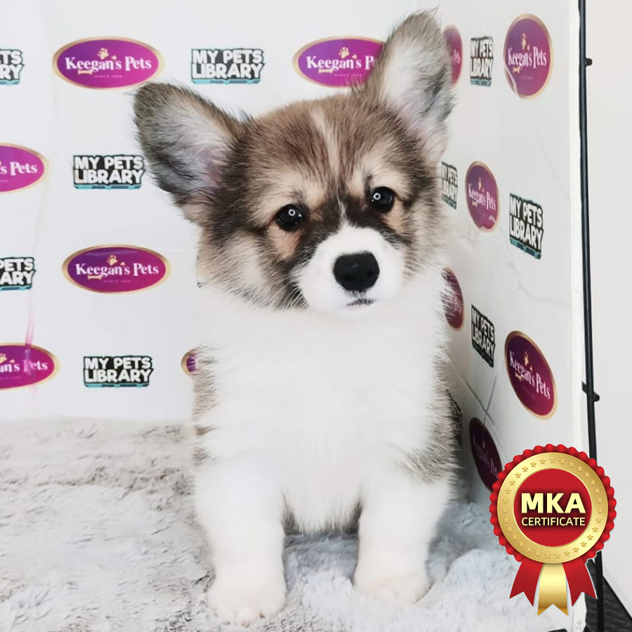 MKA Welsh Corgi Puppy (Male) For Sale
