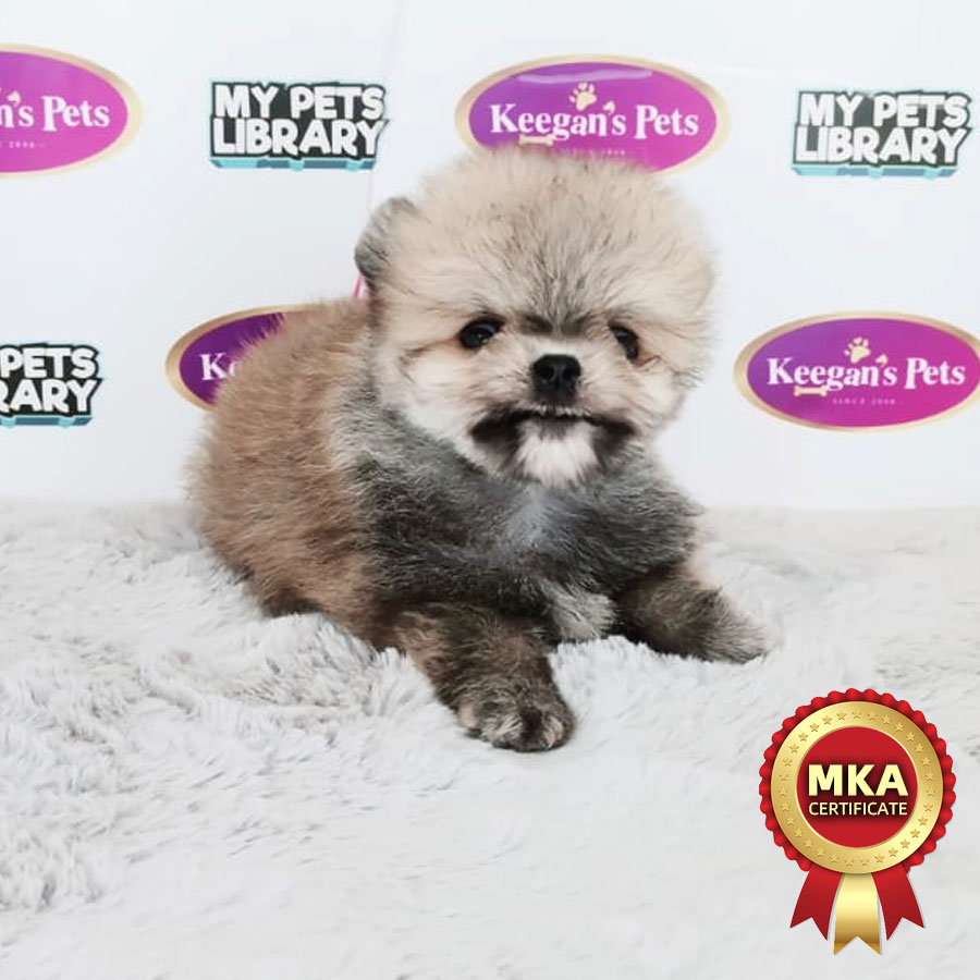 MKA Pomeranin Puppy (Female) For Sale