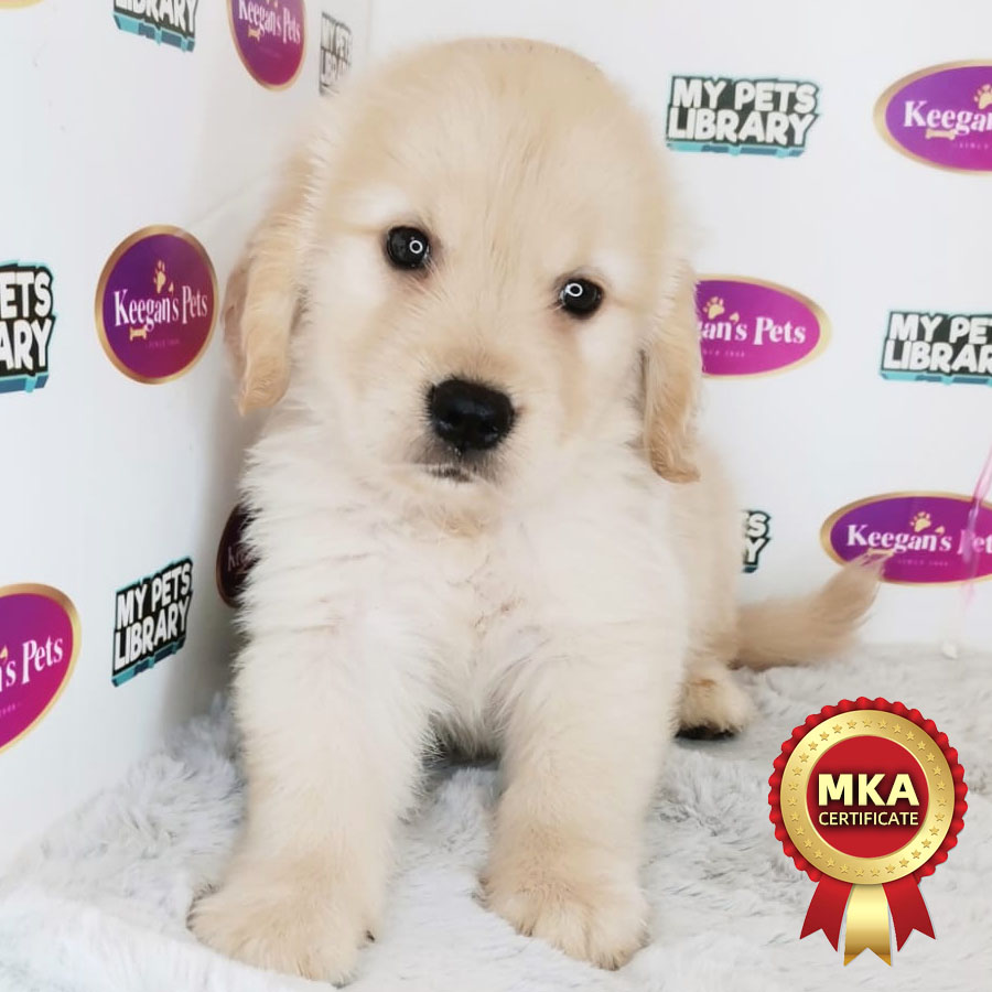 MKA Golden Retriever Puppy (Male) For Sale