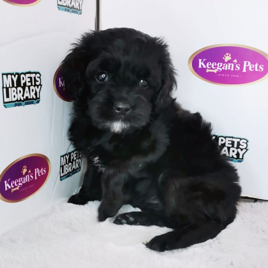 Cavapoo Puppy (Female) For Sale