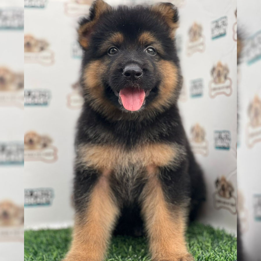 German Shepherd Puppy (Male) For Sale