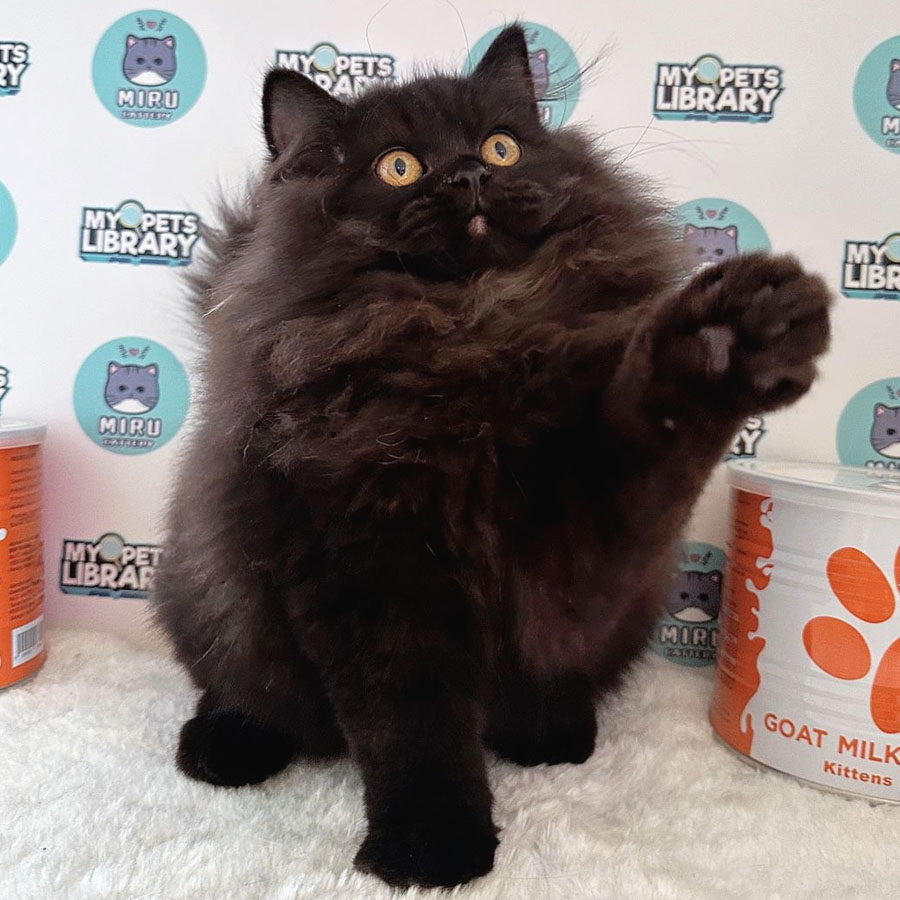 Persian Kitten (Male) For Sale
