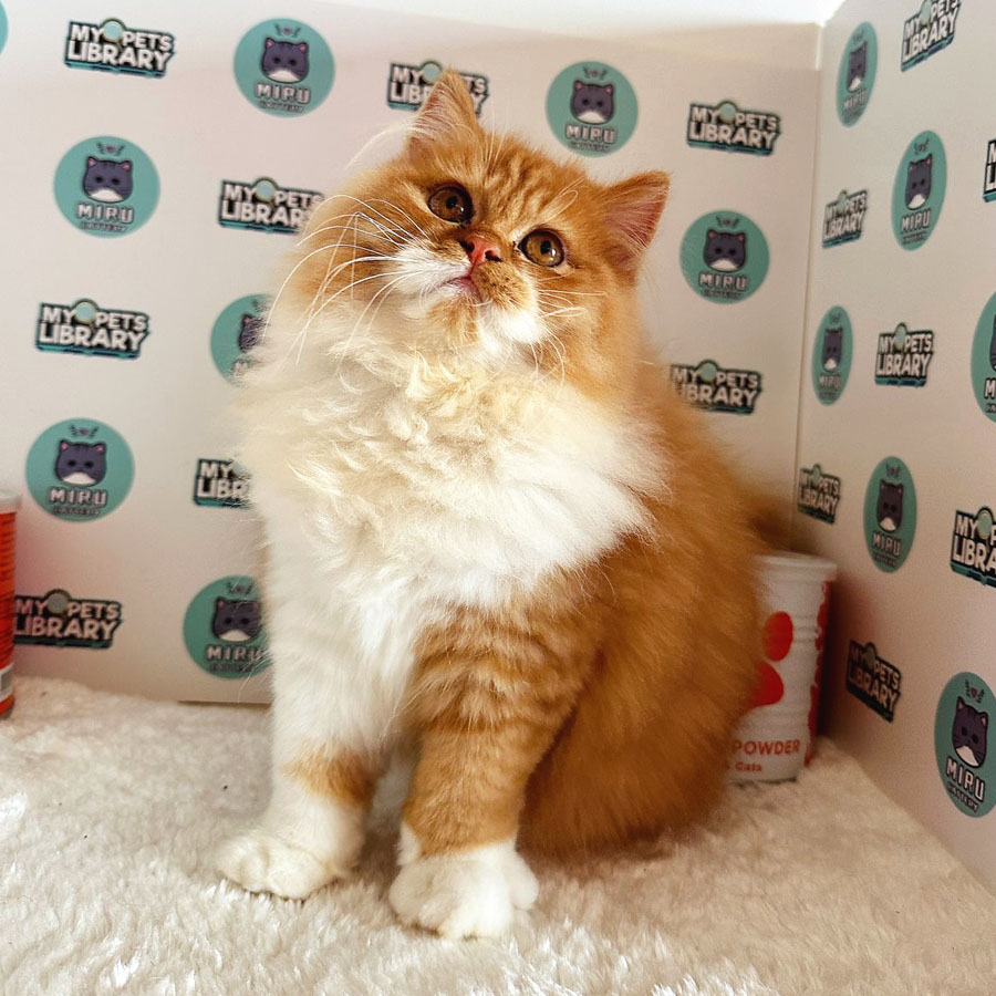 Persian Kitten (Male) For Sale