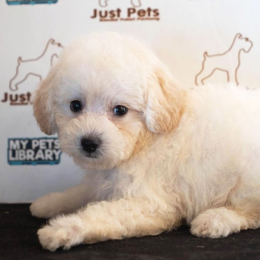 Toy Poodle Puppy (Female) For Sale