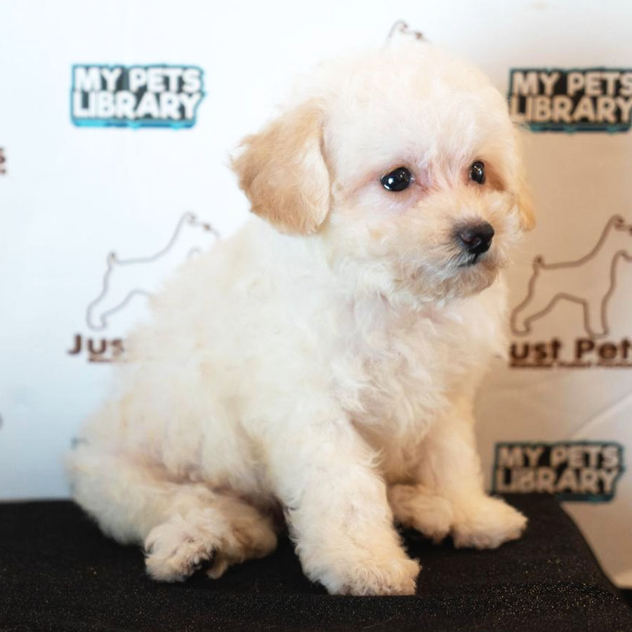Toy Poodle Puppy (Female) For Sale