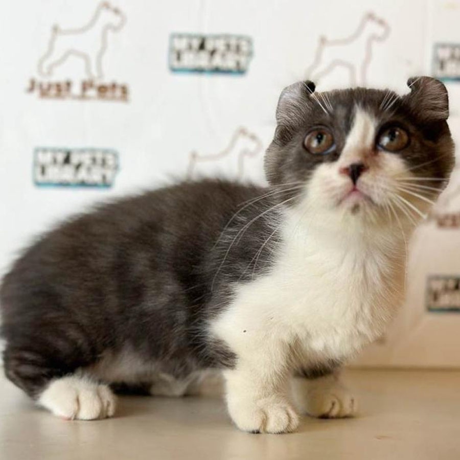 Kinkalow Kitten (Female) For Sale