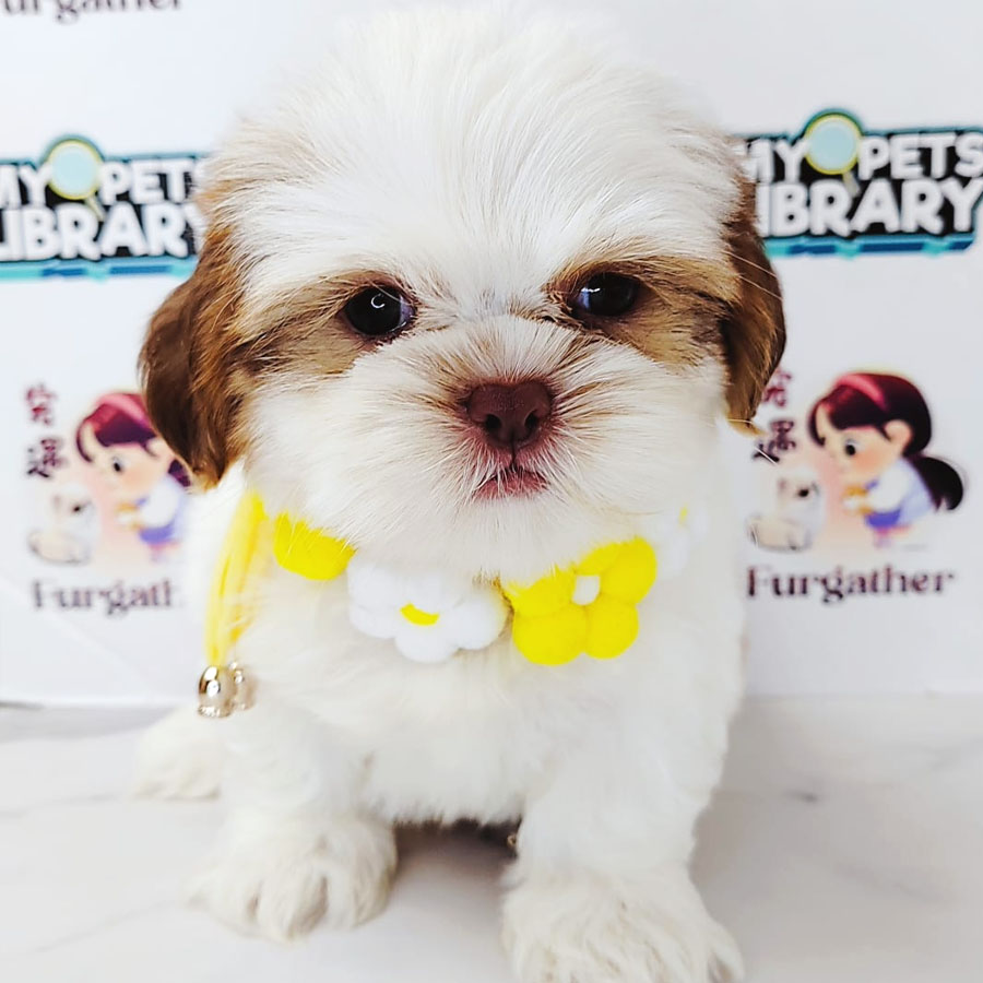 Shih Tzu Puppy (Male) For Sale