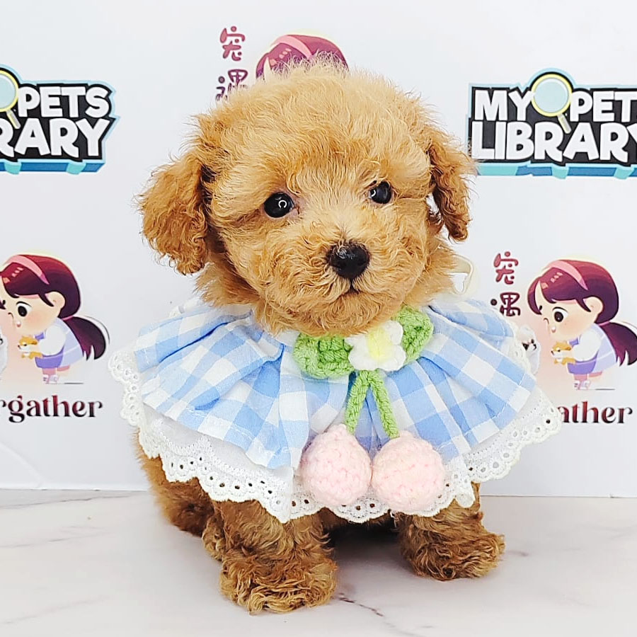 Tiny Poodle Puppy (Male) For Sale