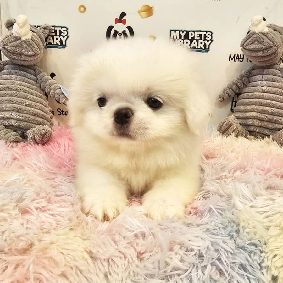 Pekingese Puppy (Female) For Sale