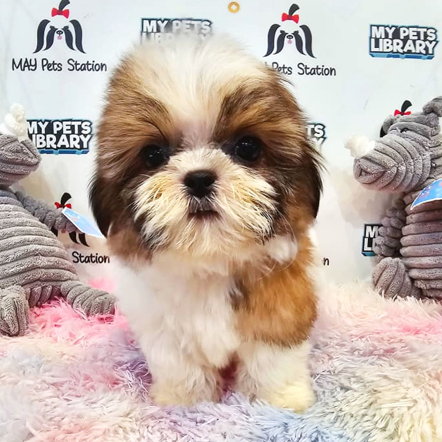 Shih Tzu Puppy (Female) For Sale