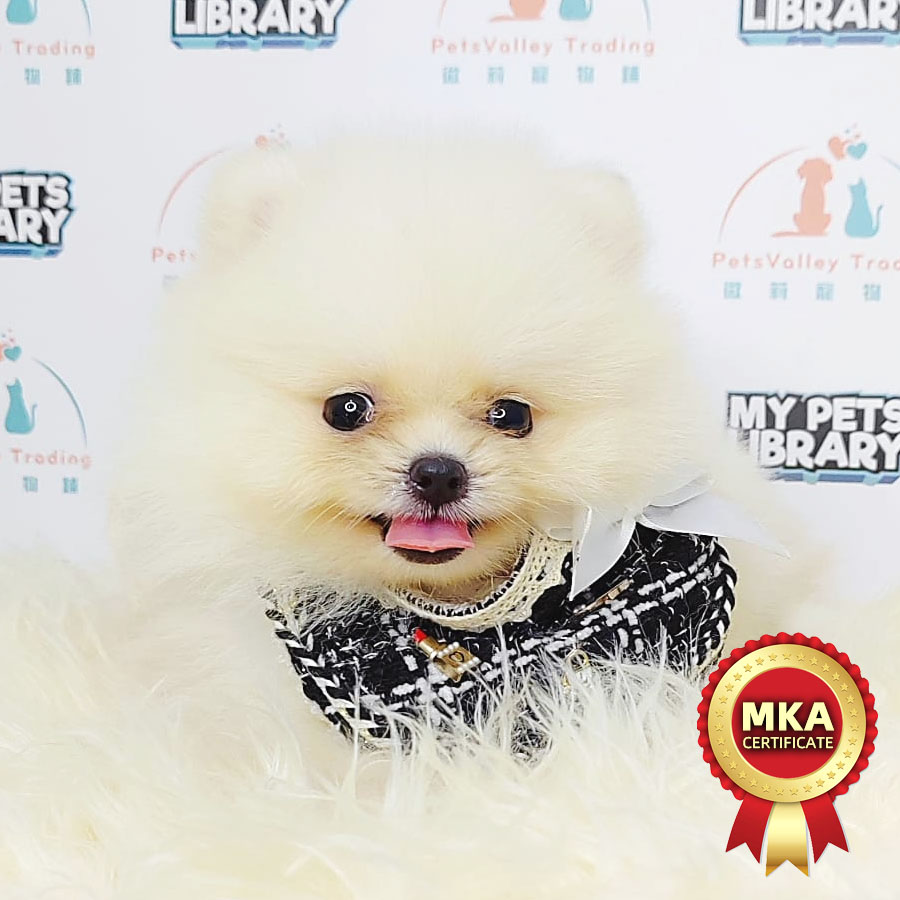 MKA Pomeranian Puppy (Female) For Sale