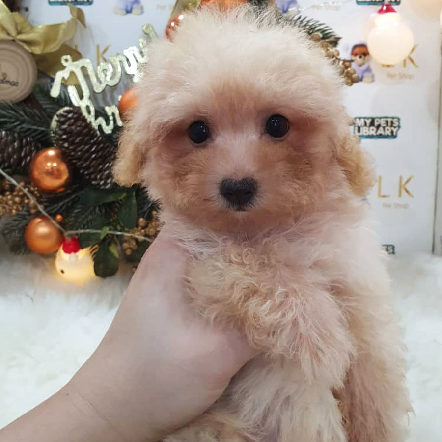 Maltipoo Puppy (Female) For Sale