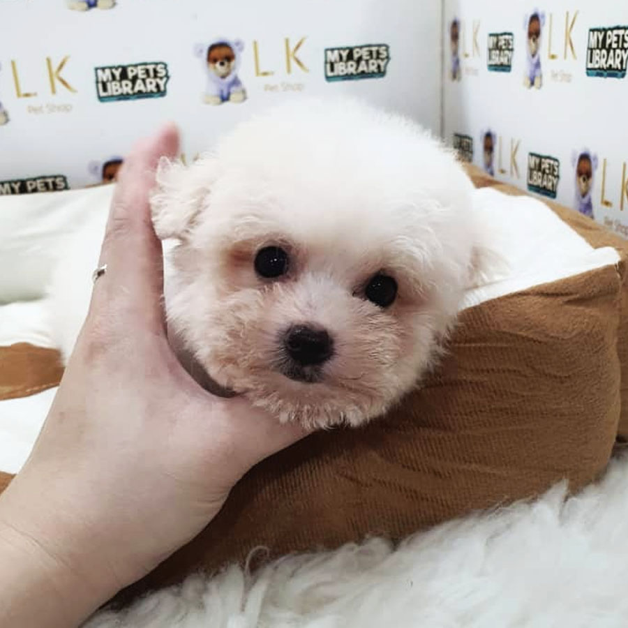 Mini Bichon Frise Puppy (Female) For Sale