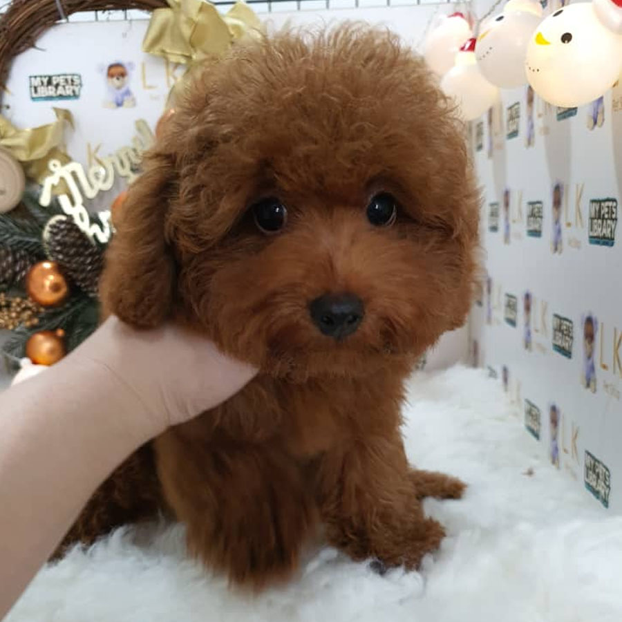 Toy Poodle Puppy (Male) For Sale