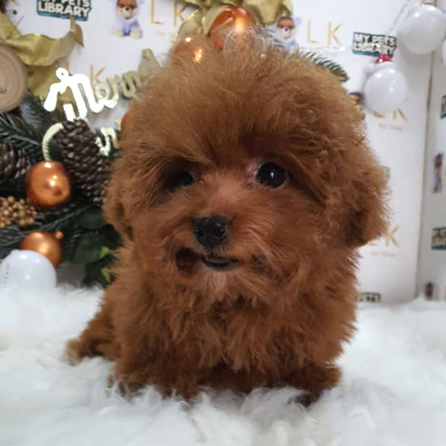 Tiny Poodle Puppy (Female) For Sale