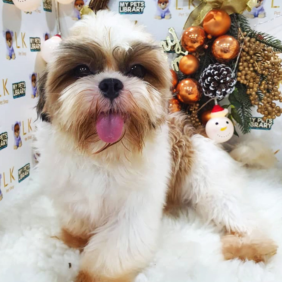 Shih Tzu Puppy (Male) For Sale