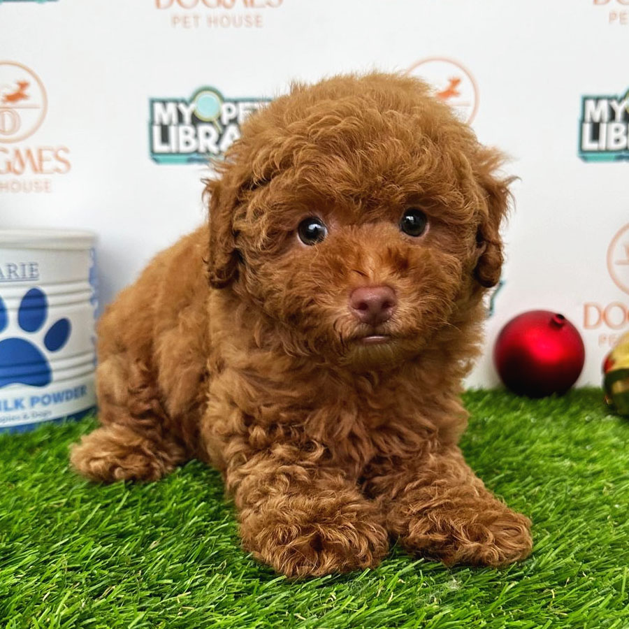 Toy Poodle Puppy (Male) For Sale