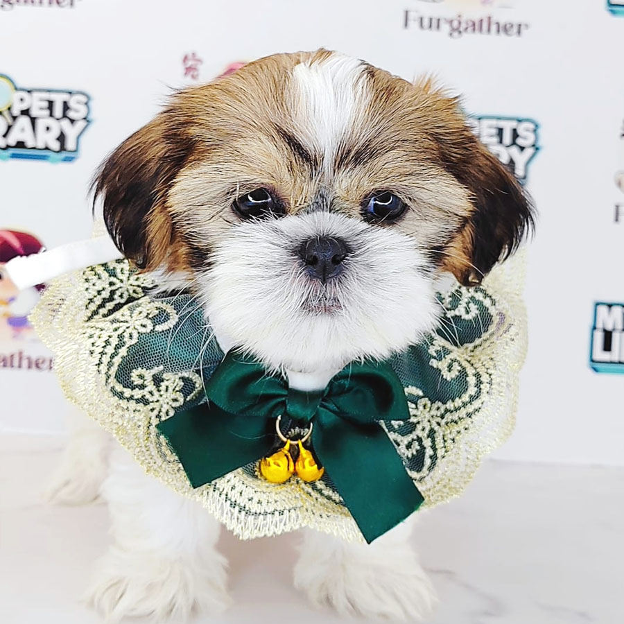 Shih Tzu Puppy (Female) For Sale