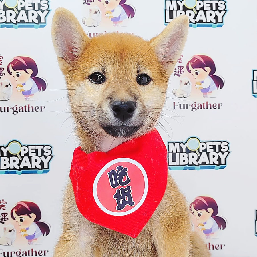 Shiba Inu Puppy (Female) For Sale