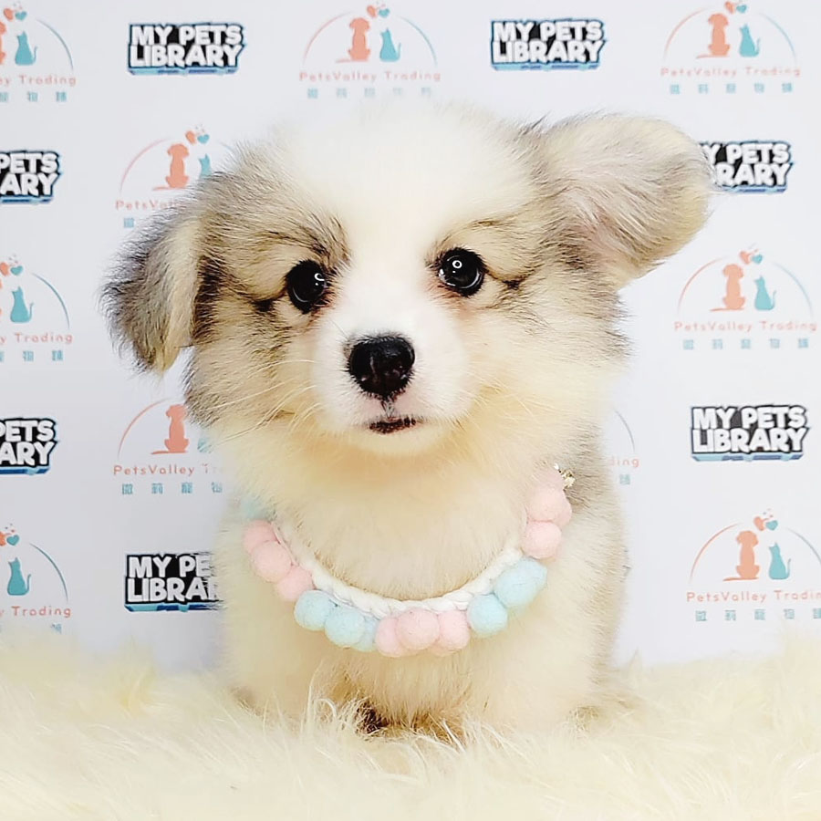Welsh Corgi Puppy (Male) For Sale