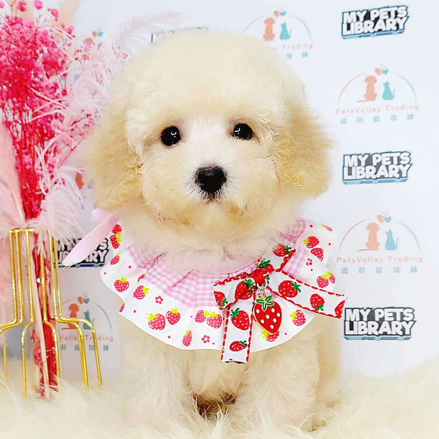 Tiny Poodle Puppy (Male) For Sale