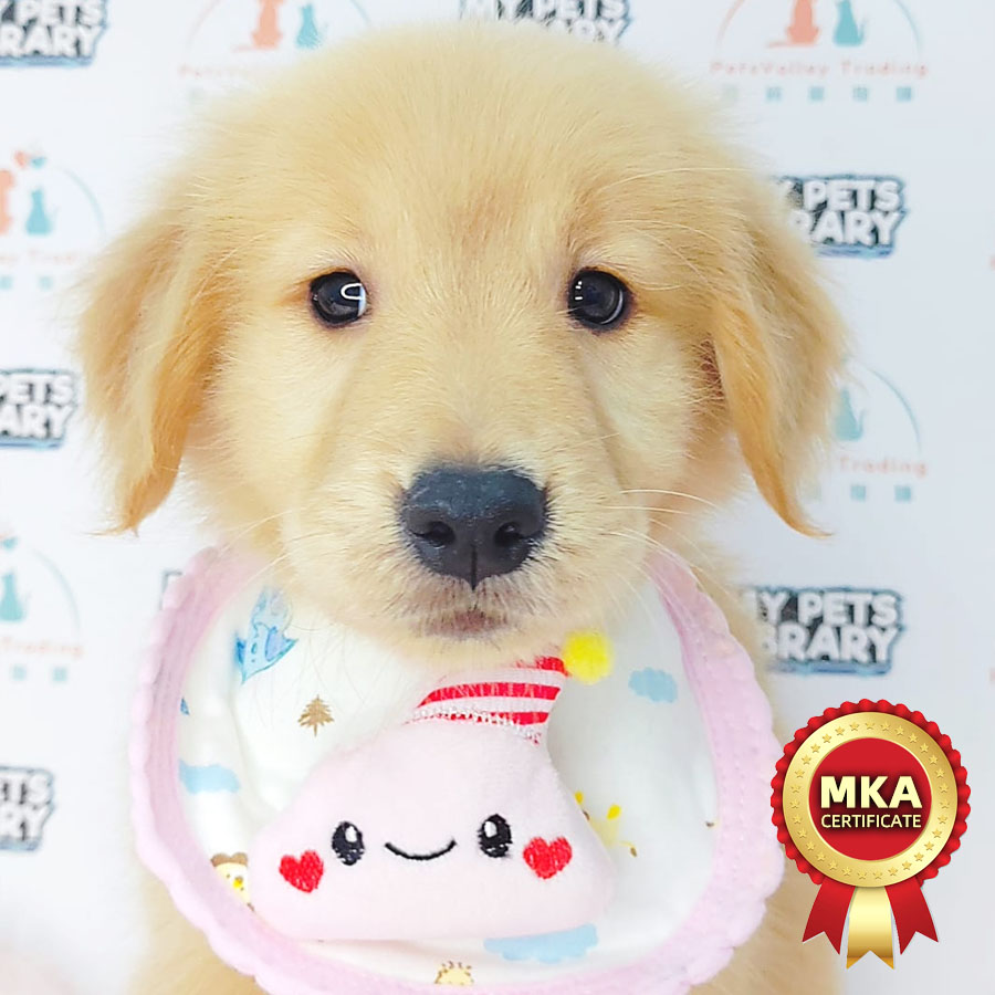 MKA Golden Retriever Puppy (Male) For Sale