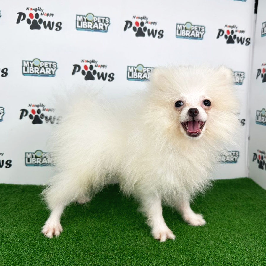 Pomeranian Puppy (Male) For Sale