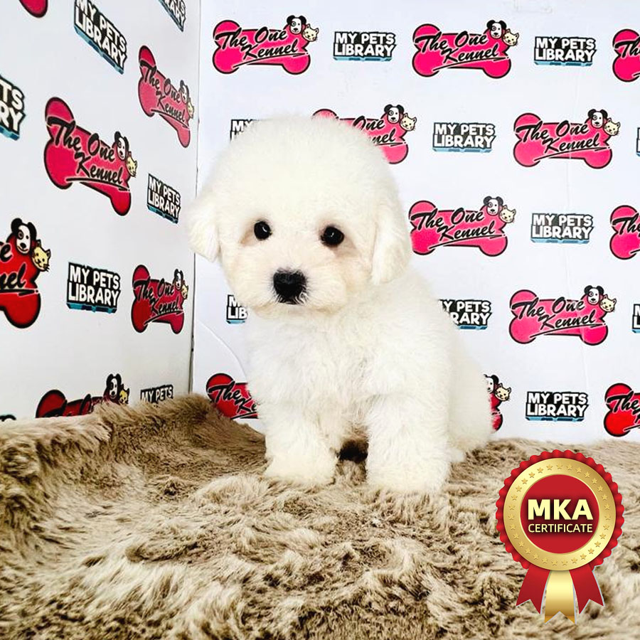 MKA Bichon Frise Puppy (Female) For Sale