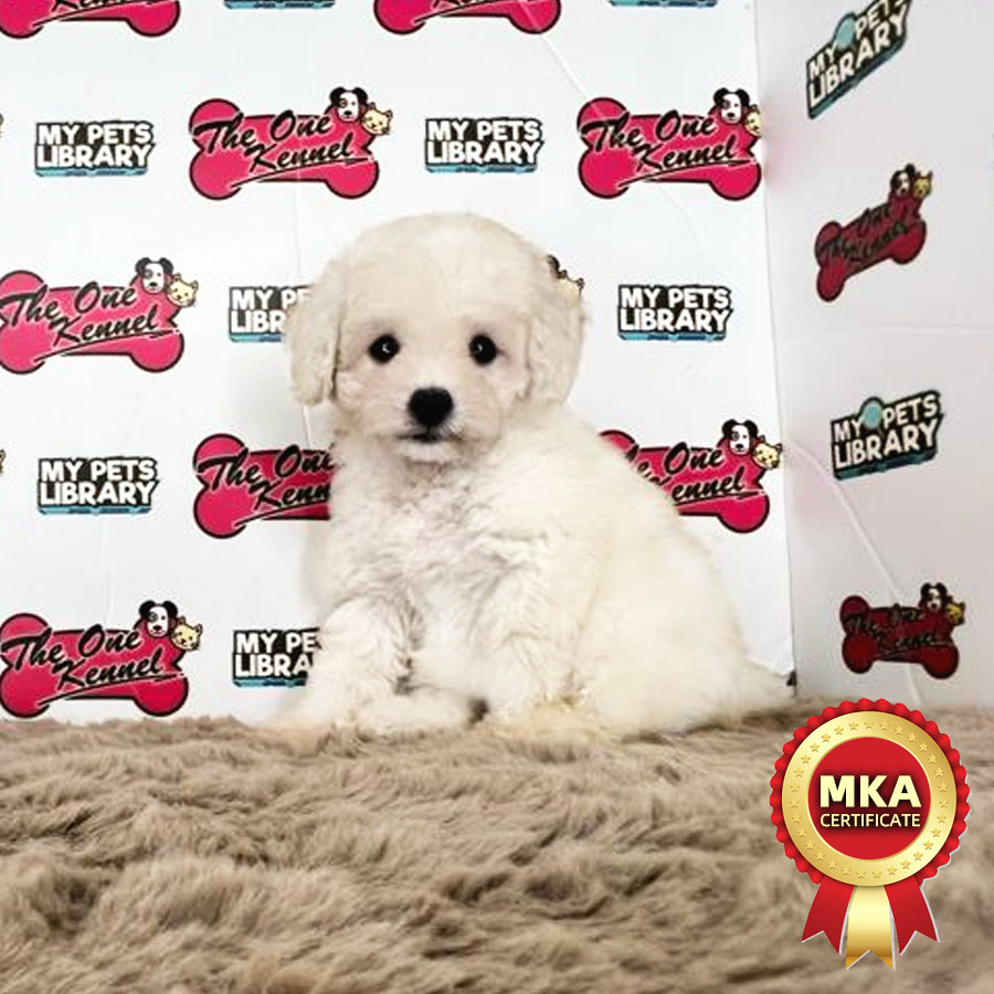 MKA Tiny Poodle Puppy (Female) For Sale
