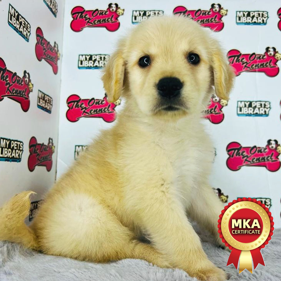 MKA Golden Retriever Puppy (Female) For Sale