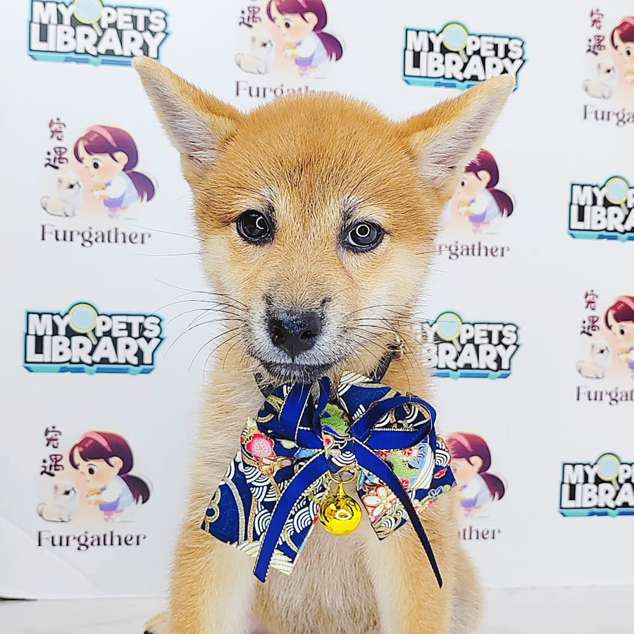Shiba Inu Puppy (Female) For Sale