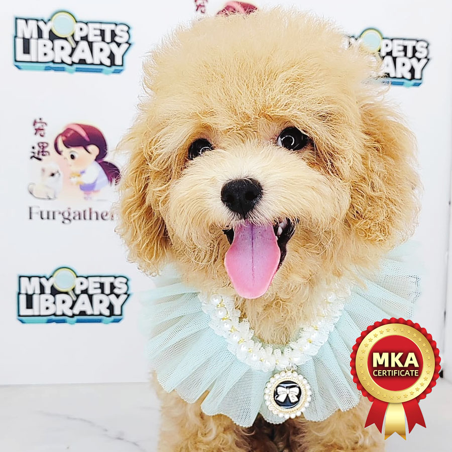 MKA Tiny Poodle Puppy (Male) For Sale